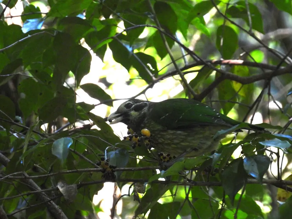点斑园丁鸟(Ailuroedus maculosus)
