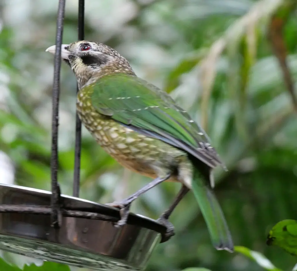 点斑园丁鸟(Ailuroedus maculosus)