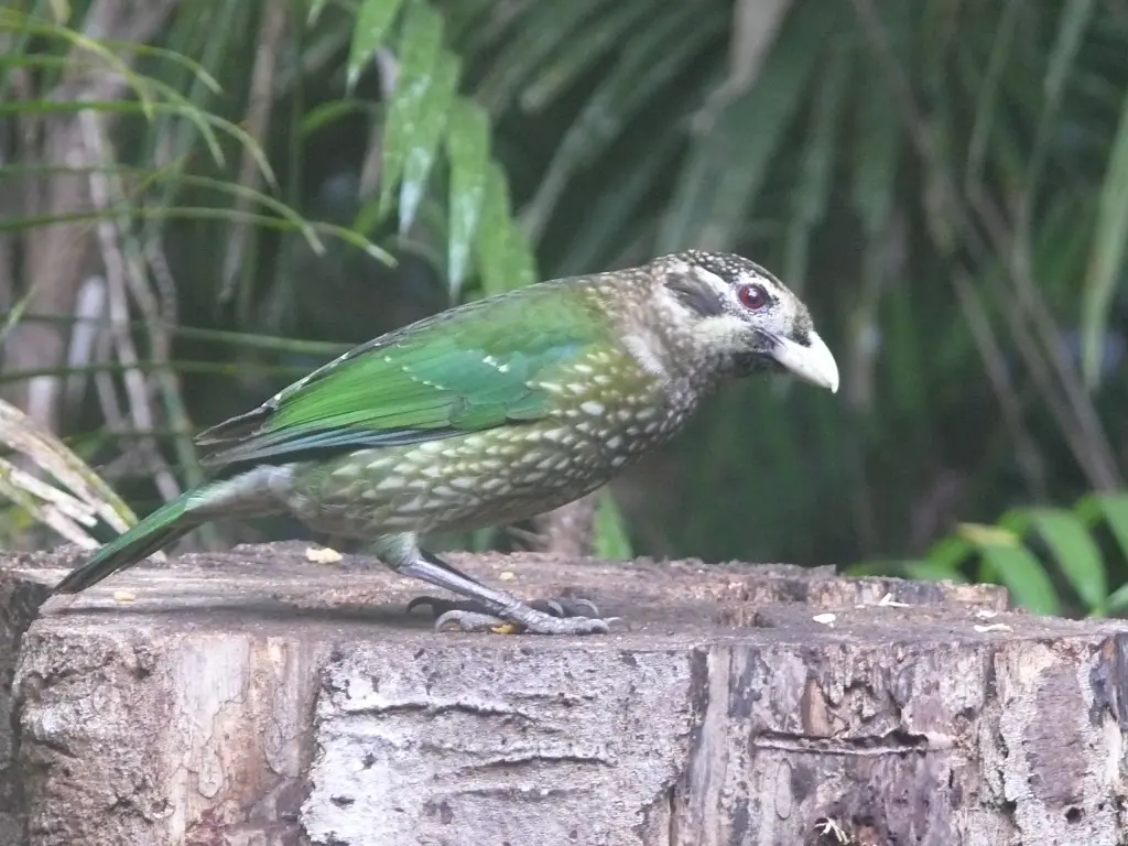 斑园丁鸟(Ailuroedus melanotis)