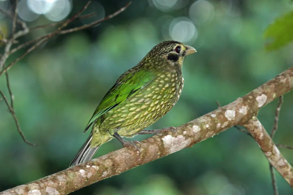 斑园丁鸟(Ailuroedus melanotis)