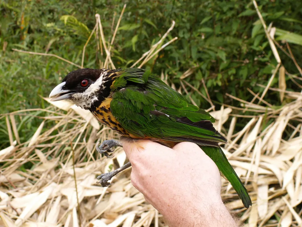 赭胸园丁鸟(Ailuroedus stonii)