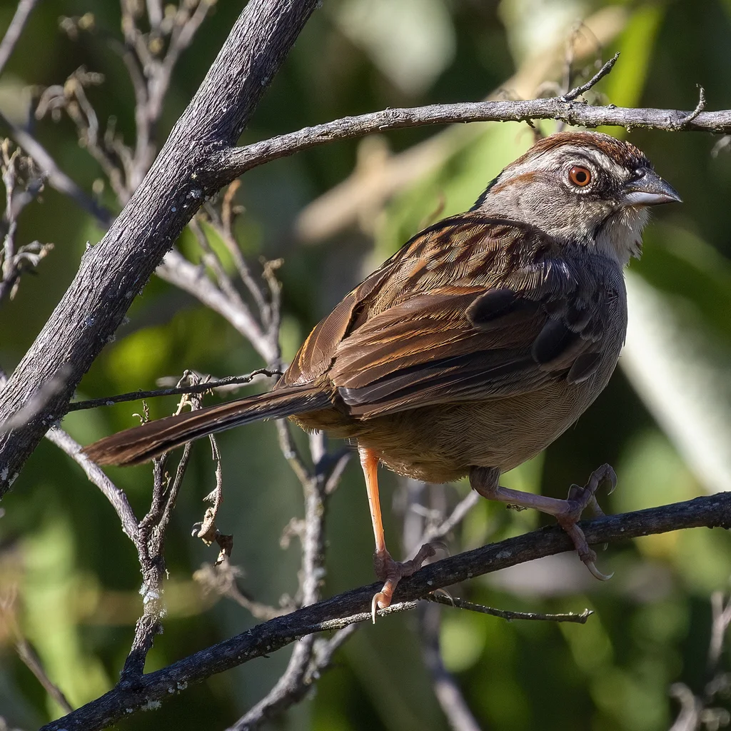 瓦哈猛雀鹀（Aimophila notosticta）