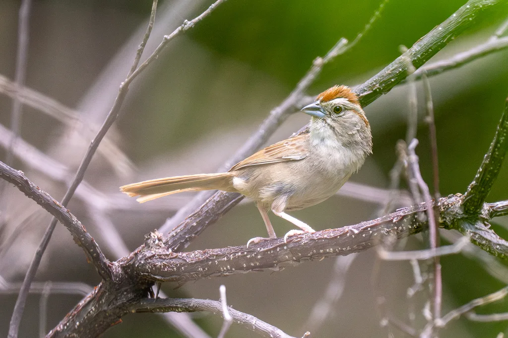 锈红猛雀鹀(Aimophila rufescens)