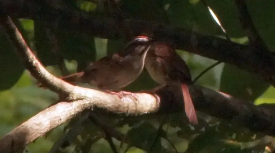 锈红猛雀鹀(Aimophila rufescens)