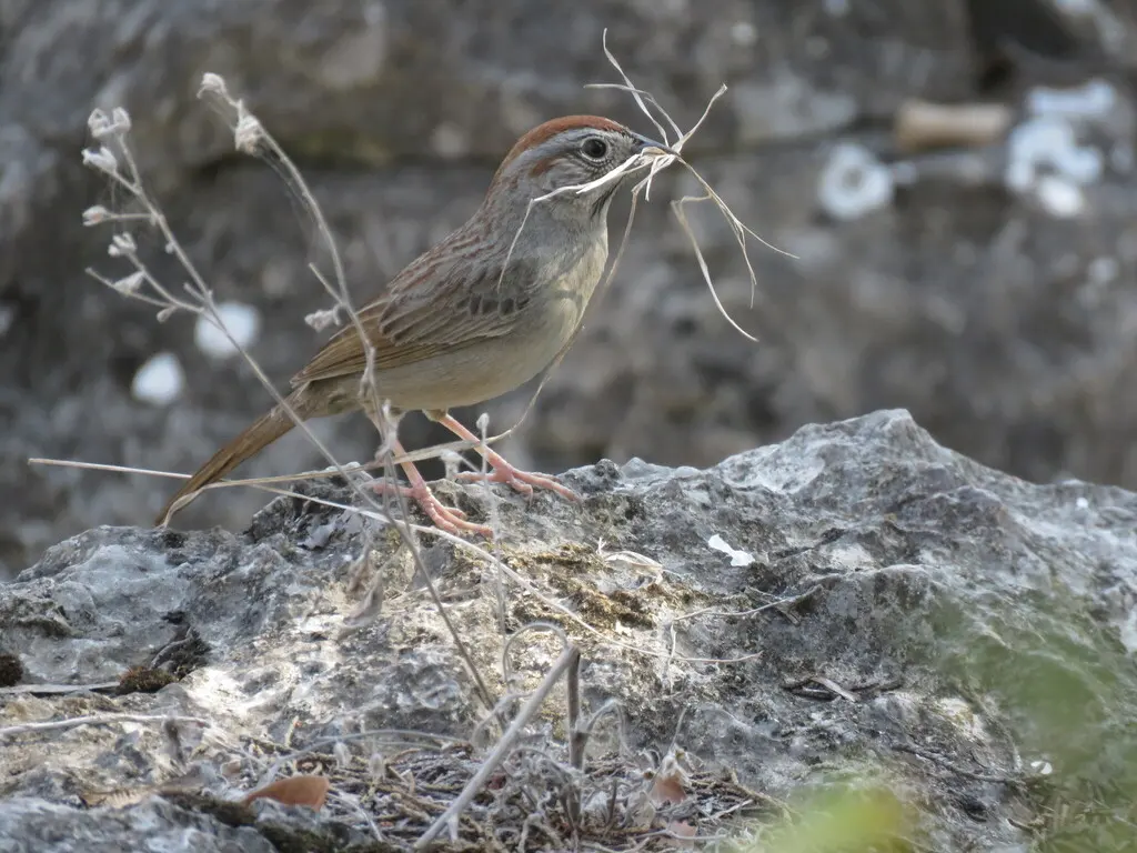 棕顶猛雀鹀(Aimophila ruficeps)