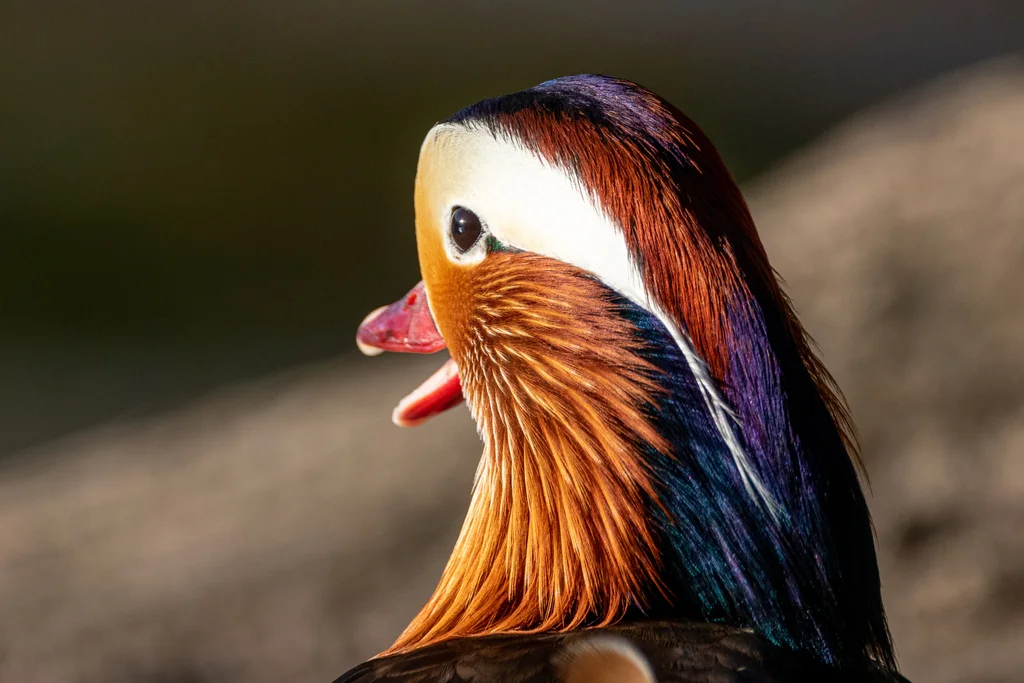 鸳鸯(Aix galericulata)