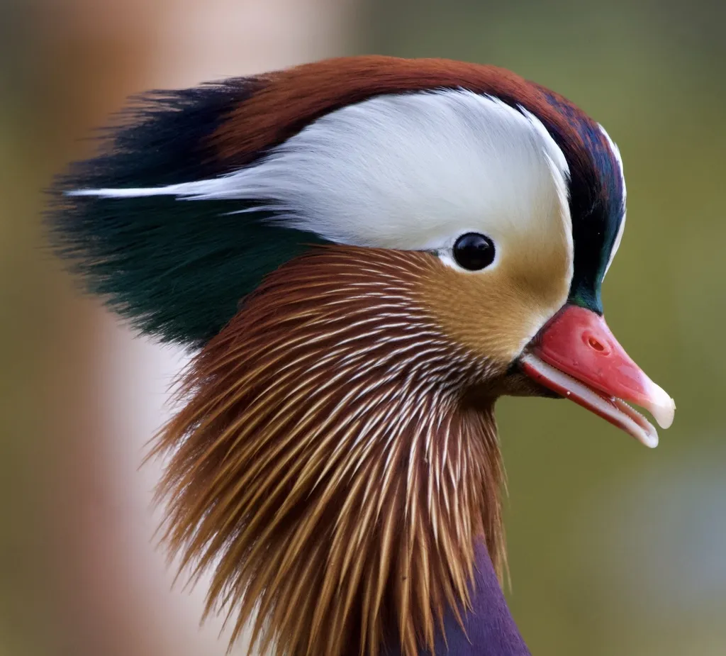 鸳鸯(Aix galericulata)