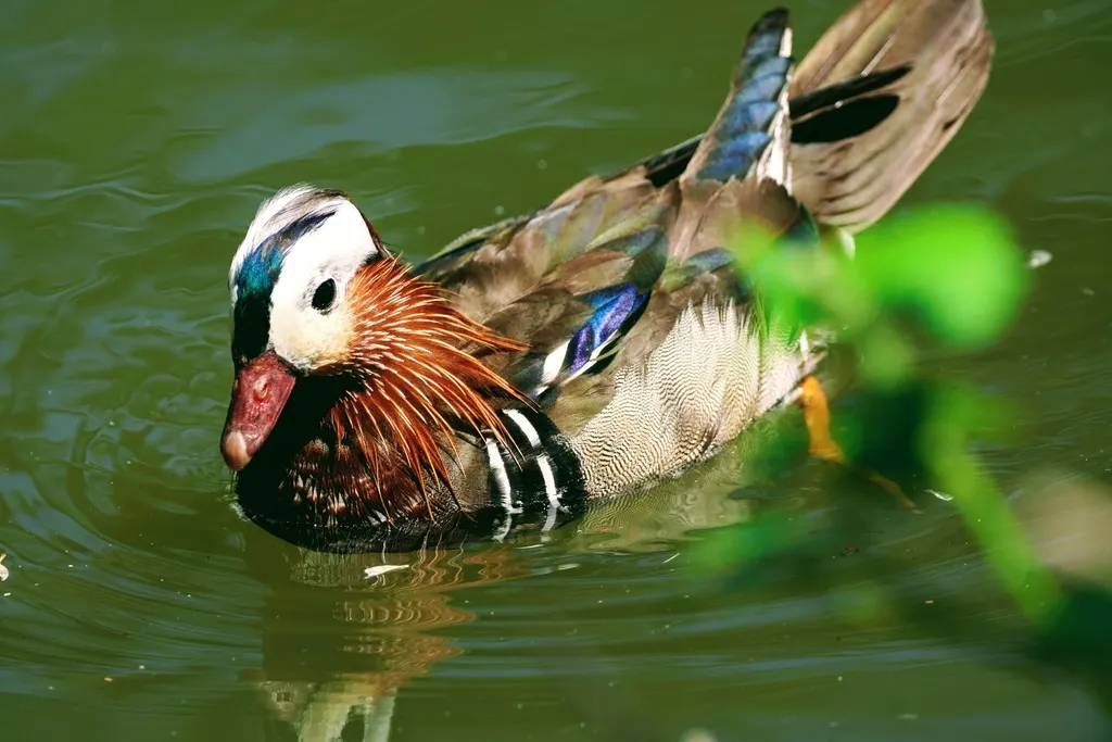鸳鸯(Aix galericulata)