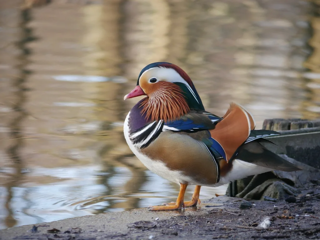 鸳鸯(Aix galericulata)