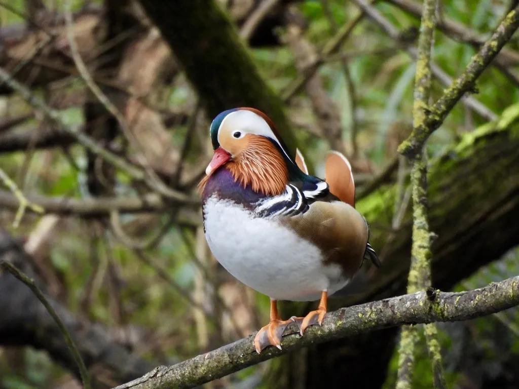 鸳鸯(Aix galericulata)