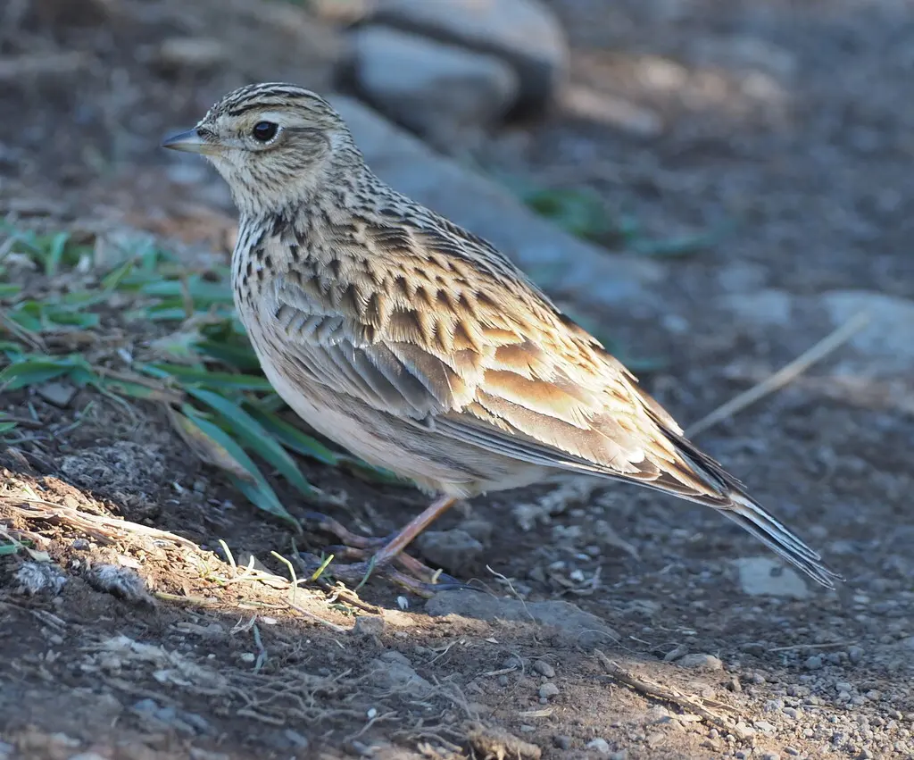 云雀(Alauda arvensis)