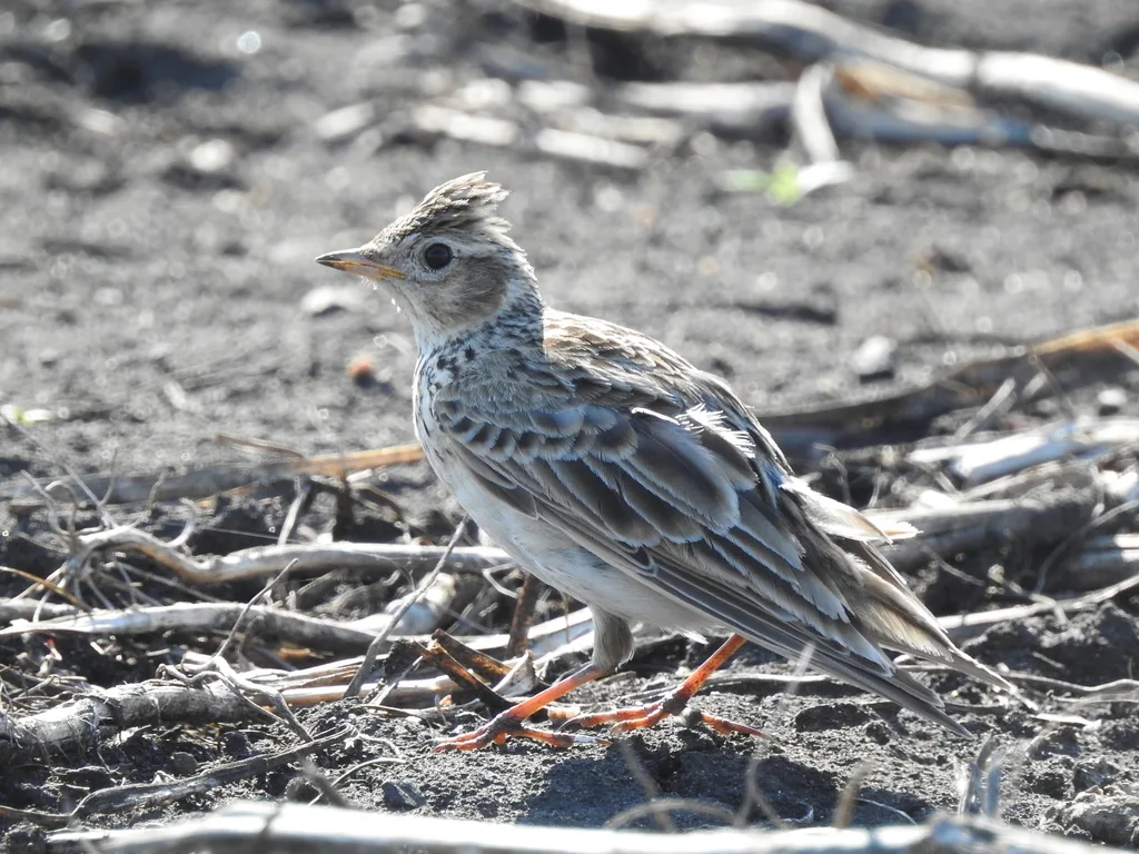 云雀(Alauda arvensis)
