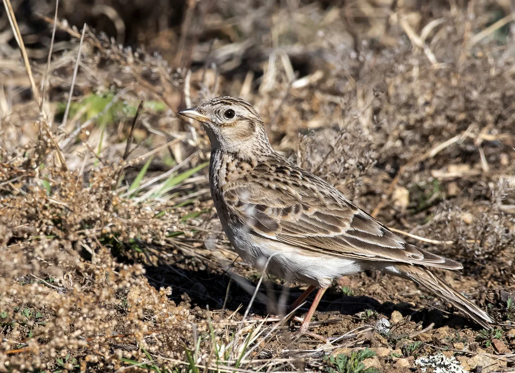 云雀(Alauda arvensis)