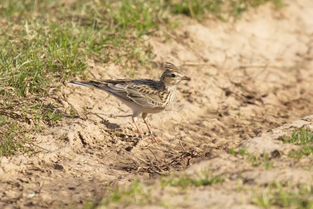 云雀(Alauda arvensis)