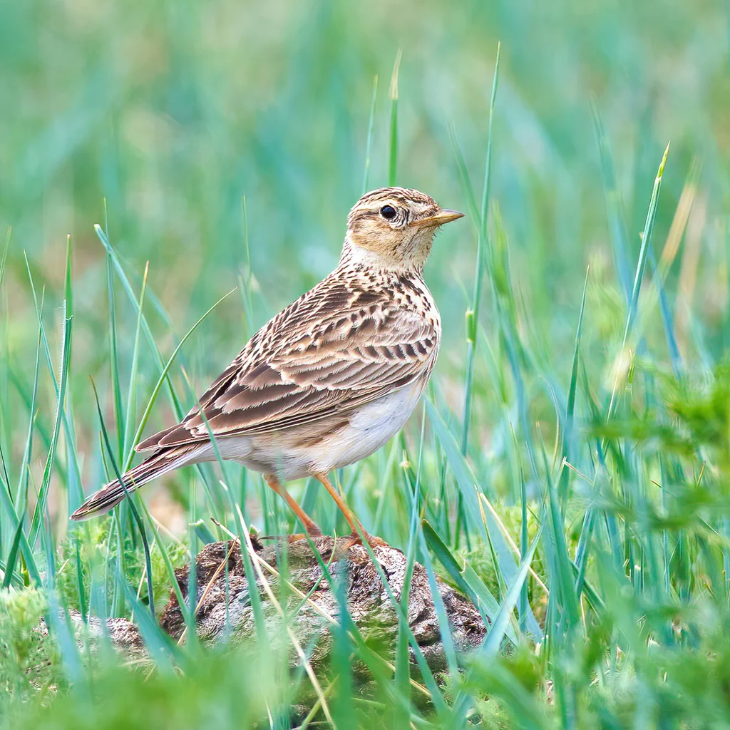 云雀(Alauda arvensis)