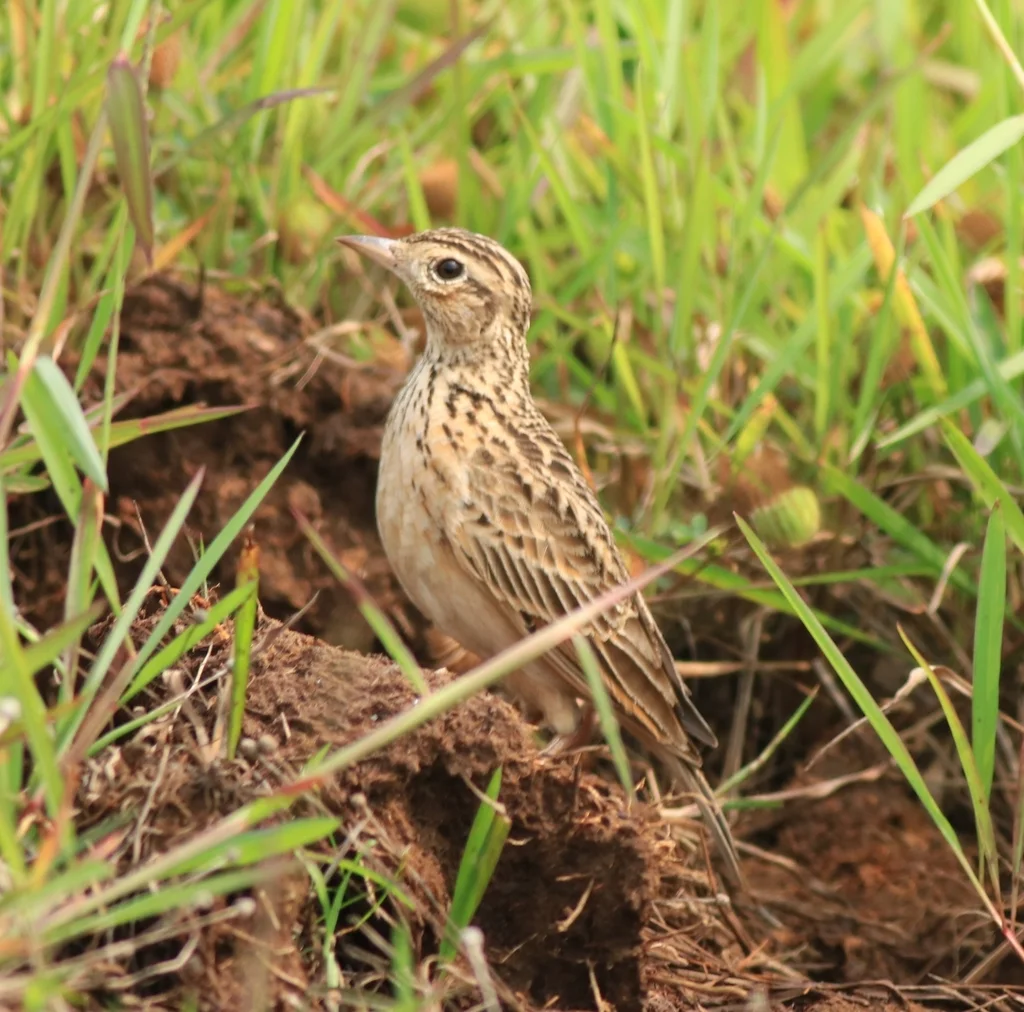 小云雀(Alauda gulgula)