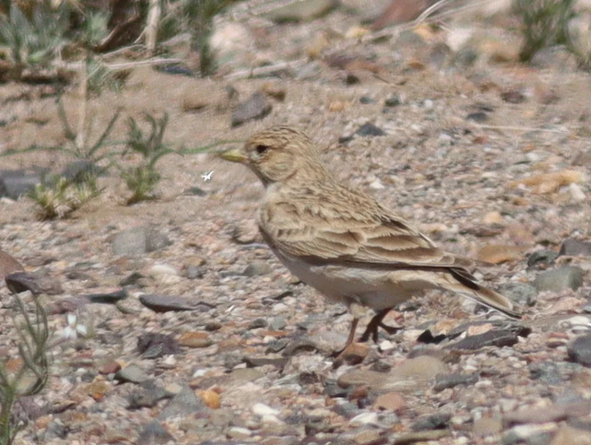 亚洲短趾百灵(Alaudala cheleensis)