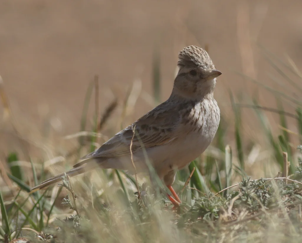 亚洲短趾百灵(Alaudala cheleensis)