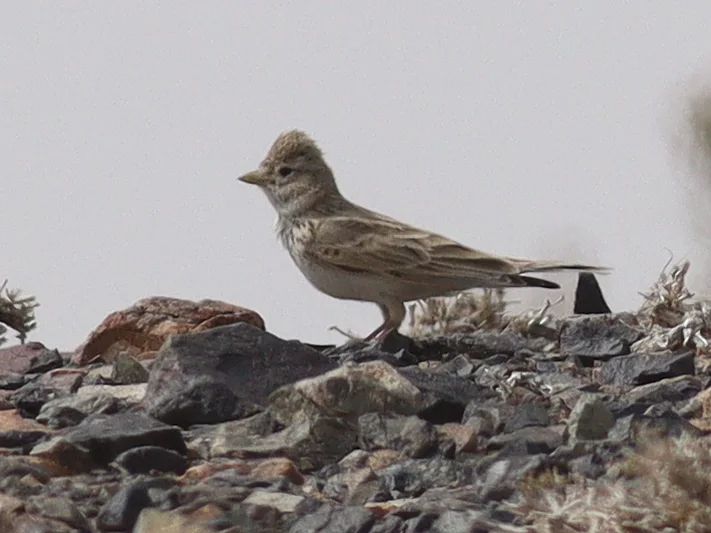 亚洲短趾百灵(Alaudala cheleensis)