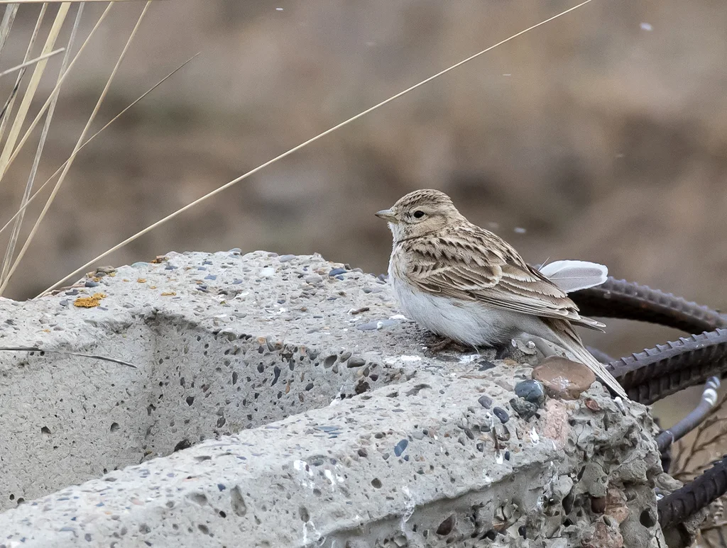 亚洲短趾百灵(Alaudala cheleensis)