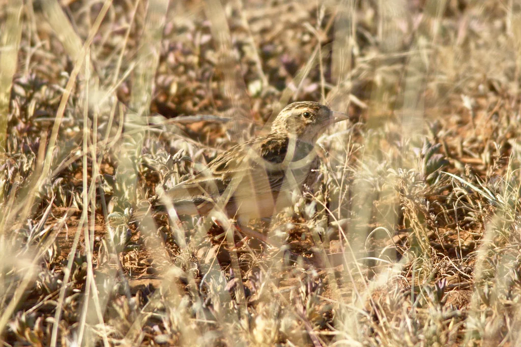 棕短趾百灵(Alaudala somalica)