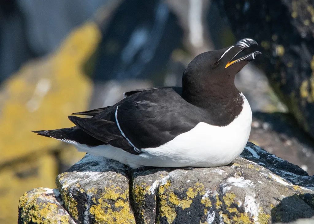 刀嘴海雀(Alca torda)