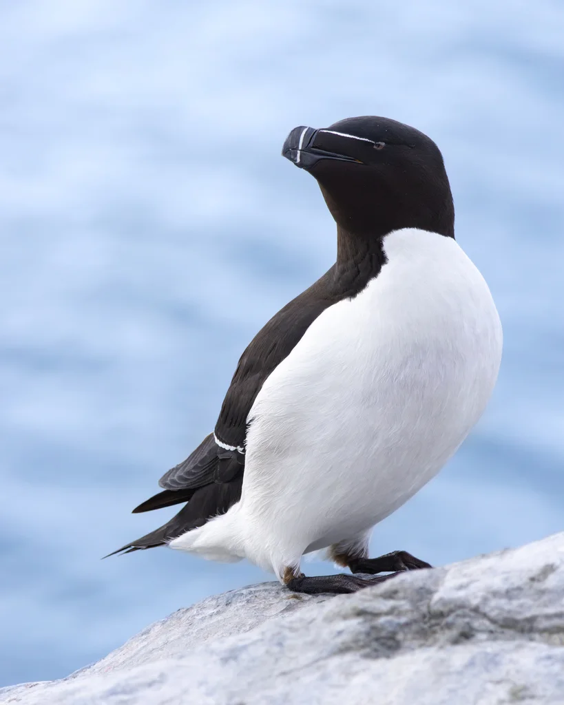 刀嘴海雀(Alca torda)