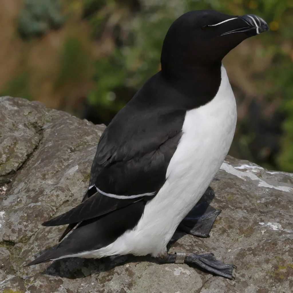 刀嘴海雀(Alca torda)