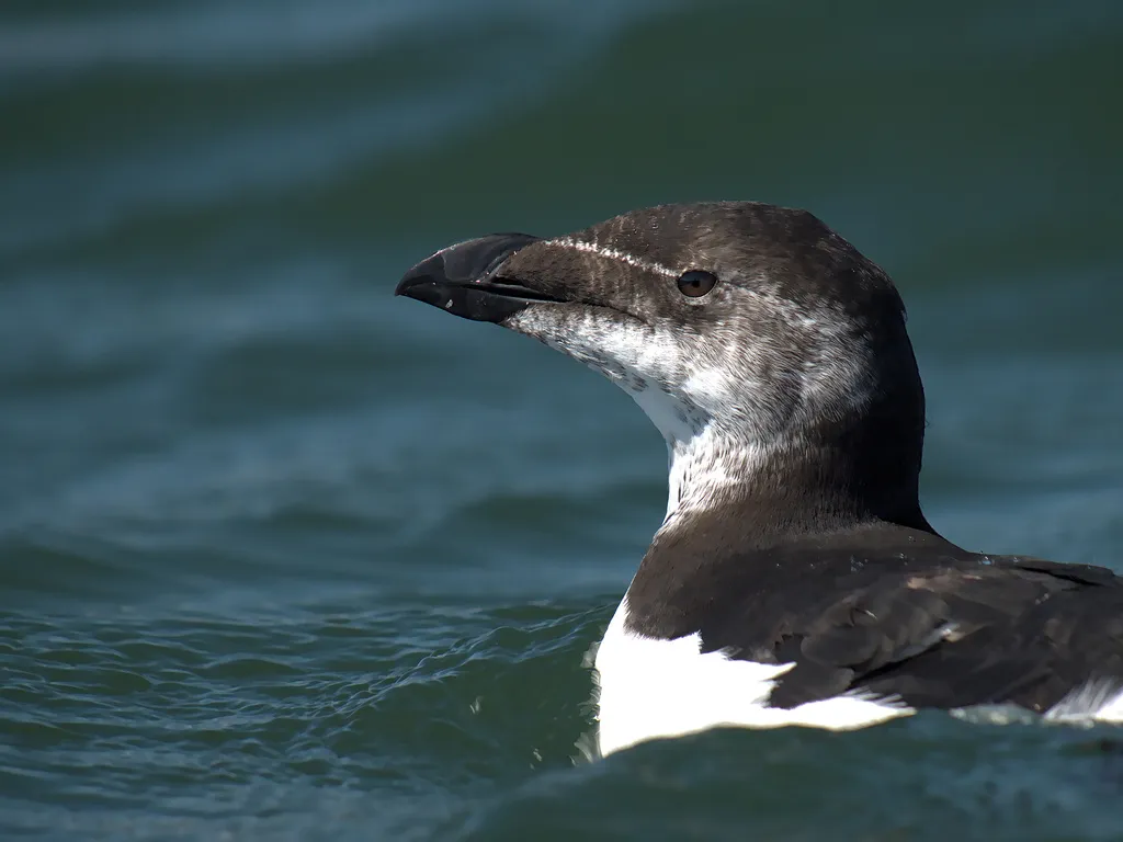 刀嘴海雀(Alca torda)