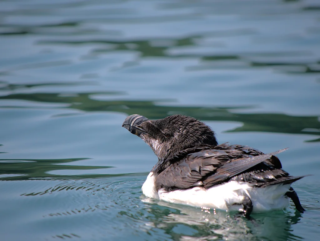 刀嘴海雀(Alca torda)