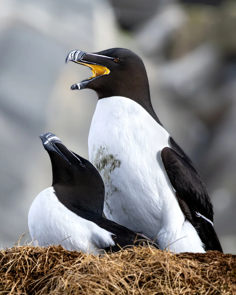 刀嘴海雀(Alca torda)