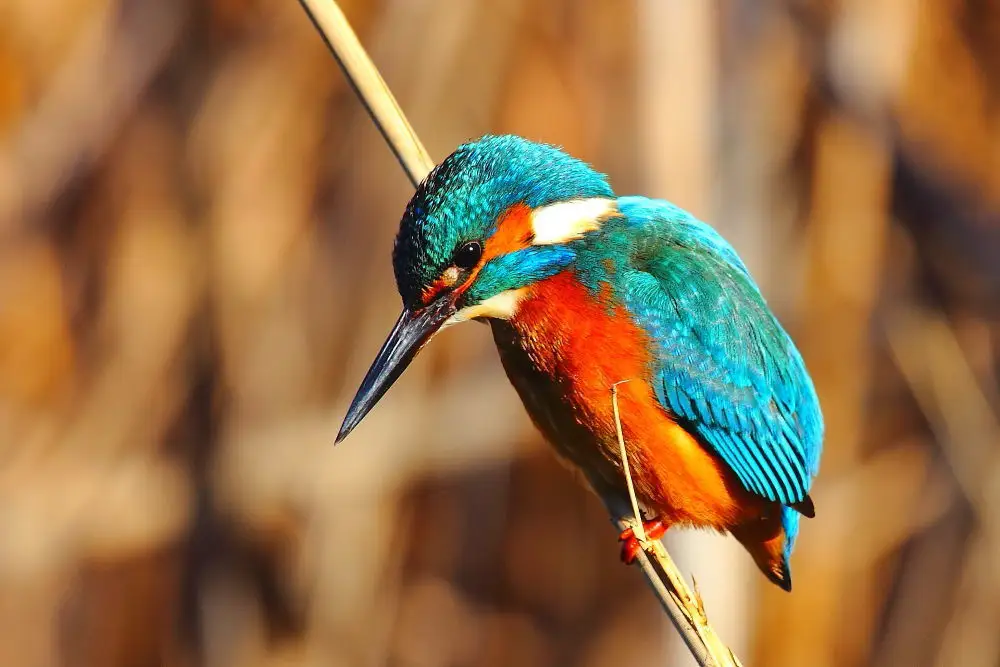 普通翠鸟(Alcedo atthis)
