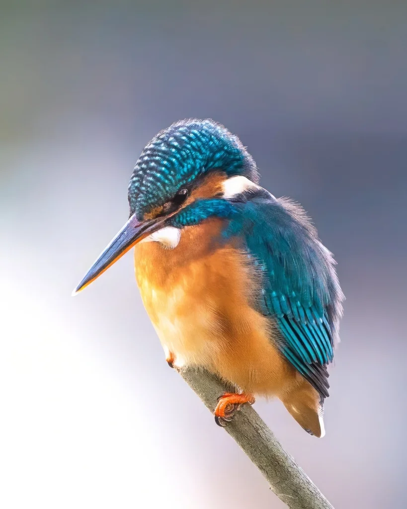 普通翠鸟(Alcedo atthis)