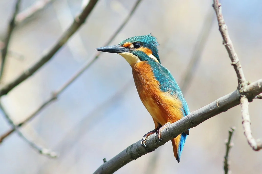 普通翠鸟(Alcedo atthis)