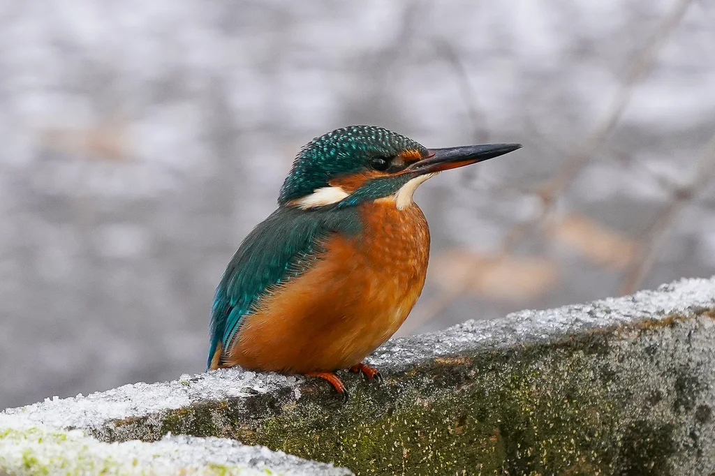 普通翠鸟(Alcedo atthis)