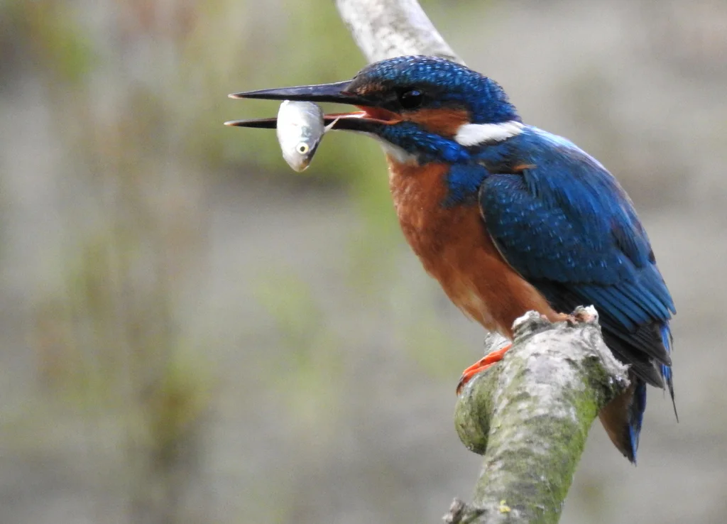 普通翠鸟(Alcedo atthis)
