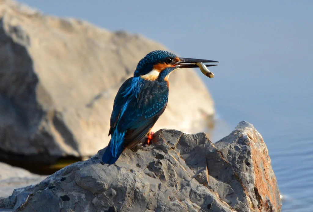 普通翠鸟(Alcedo atthis)