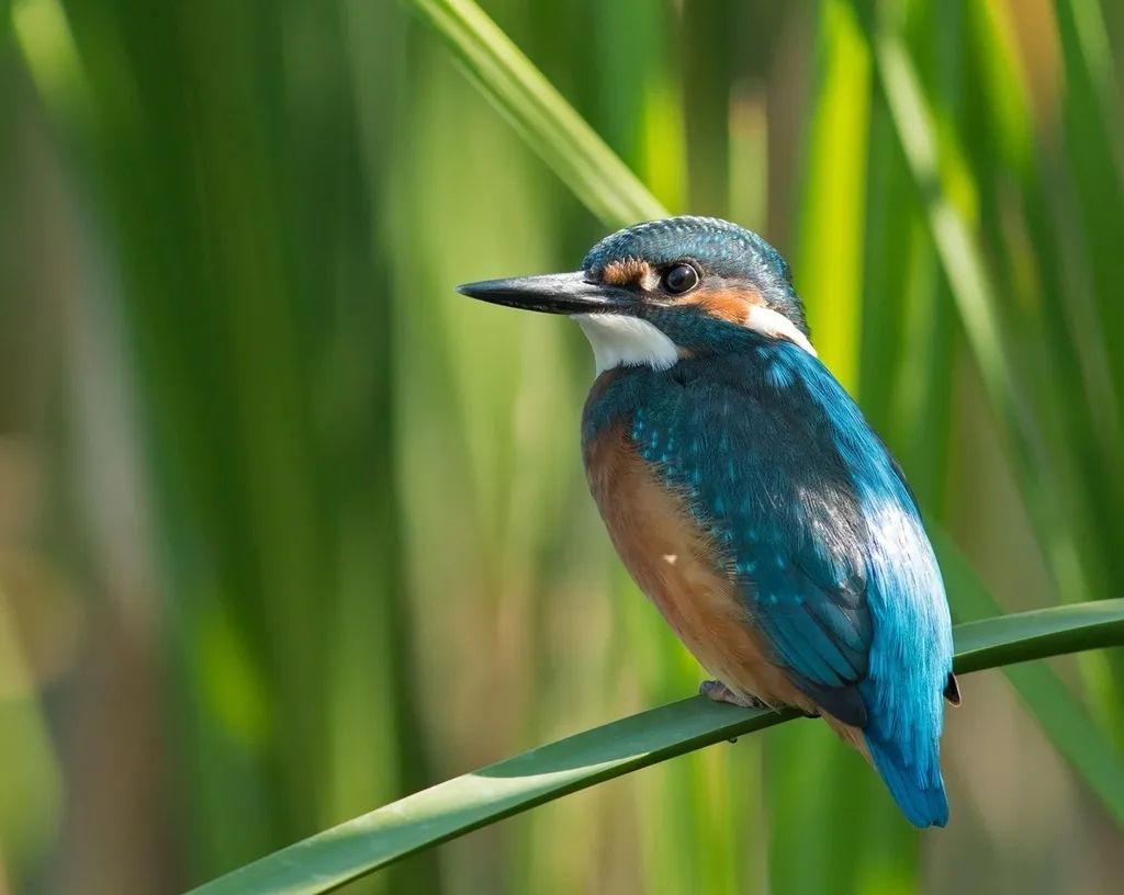 普通翠鸟(Alcedo atthis)