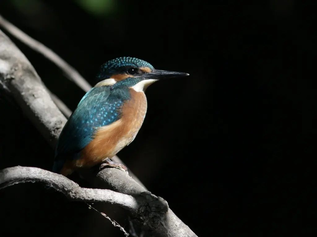 普通翠鸟(Alcedo atthis)