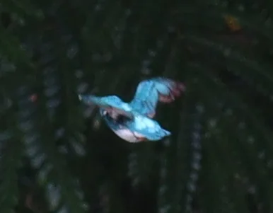 小蓝翠鸟(Alcedo coerulescens)