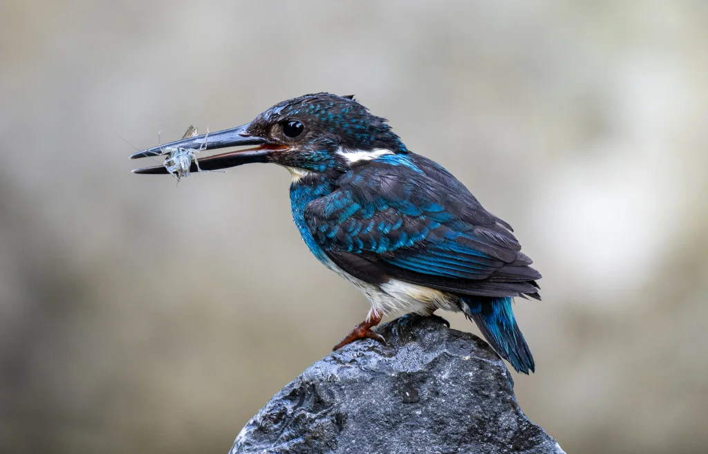 蓝带翠鸟(Alcedo euryzona)