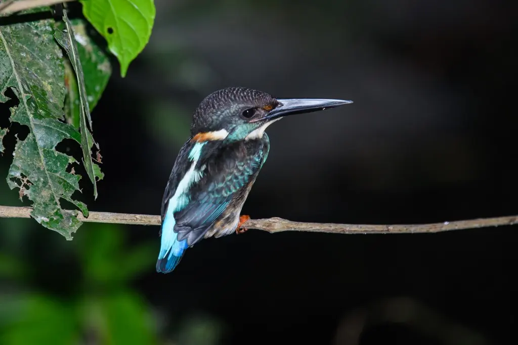 马来蓝带翠鸟(Alcedo peninsulae)