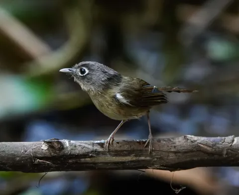 白眶雀鹛