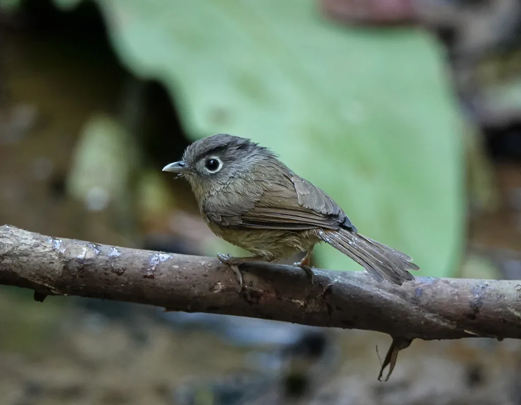 白眶雀鹛(Alcippe nipalensis)