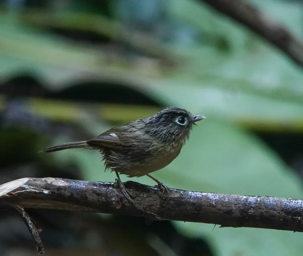 白眶雀鹛(Alcippe nipalensis)