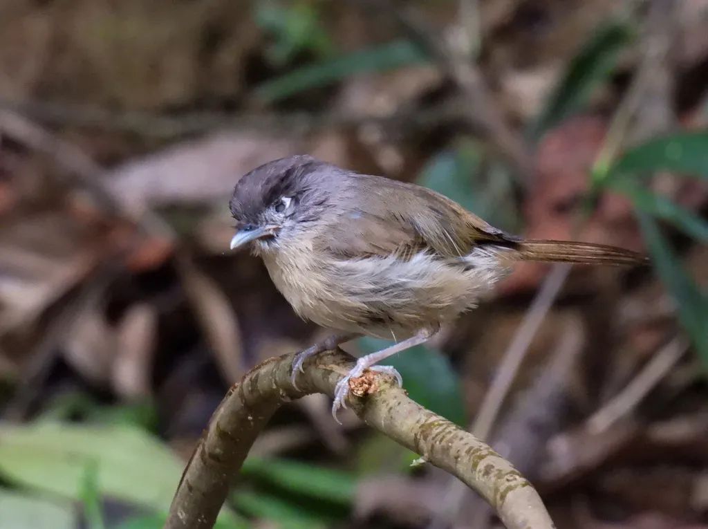 白眶雀鹛(Alcippe nipalensis)