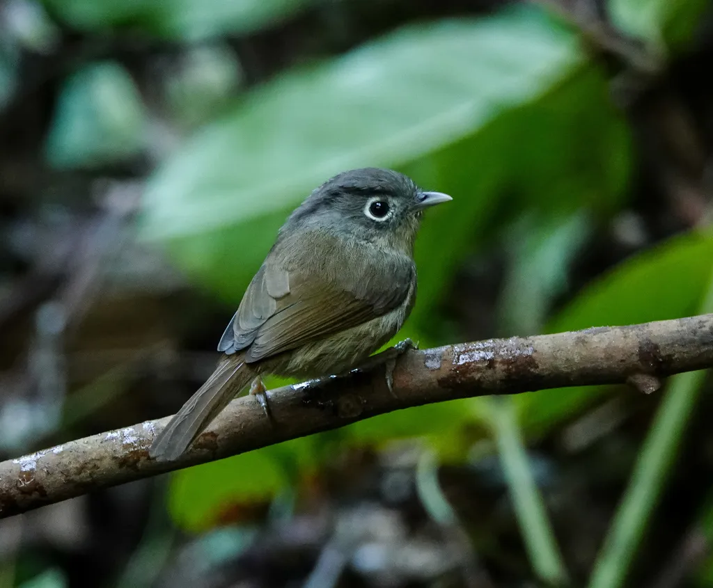 白眶雀鹛(Alcippe nipalensis)