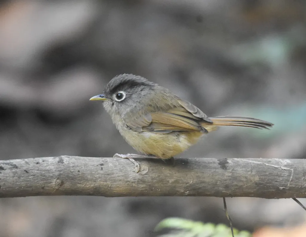 白眶雀鹛(Alcippe nipalensis)