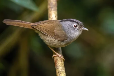 山雀鹛
