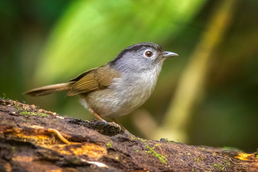山雀鹛(Alcippe peracensis)